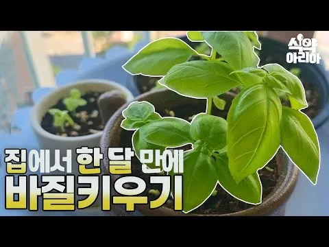 바질 키우기 물주기 수확시기 가지치기 향 유지 실내 허브 가이드_2