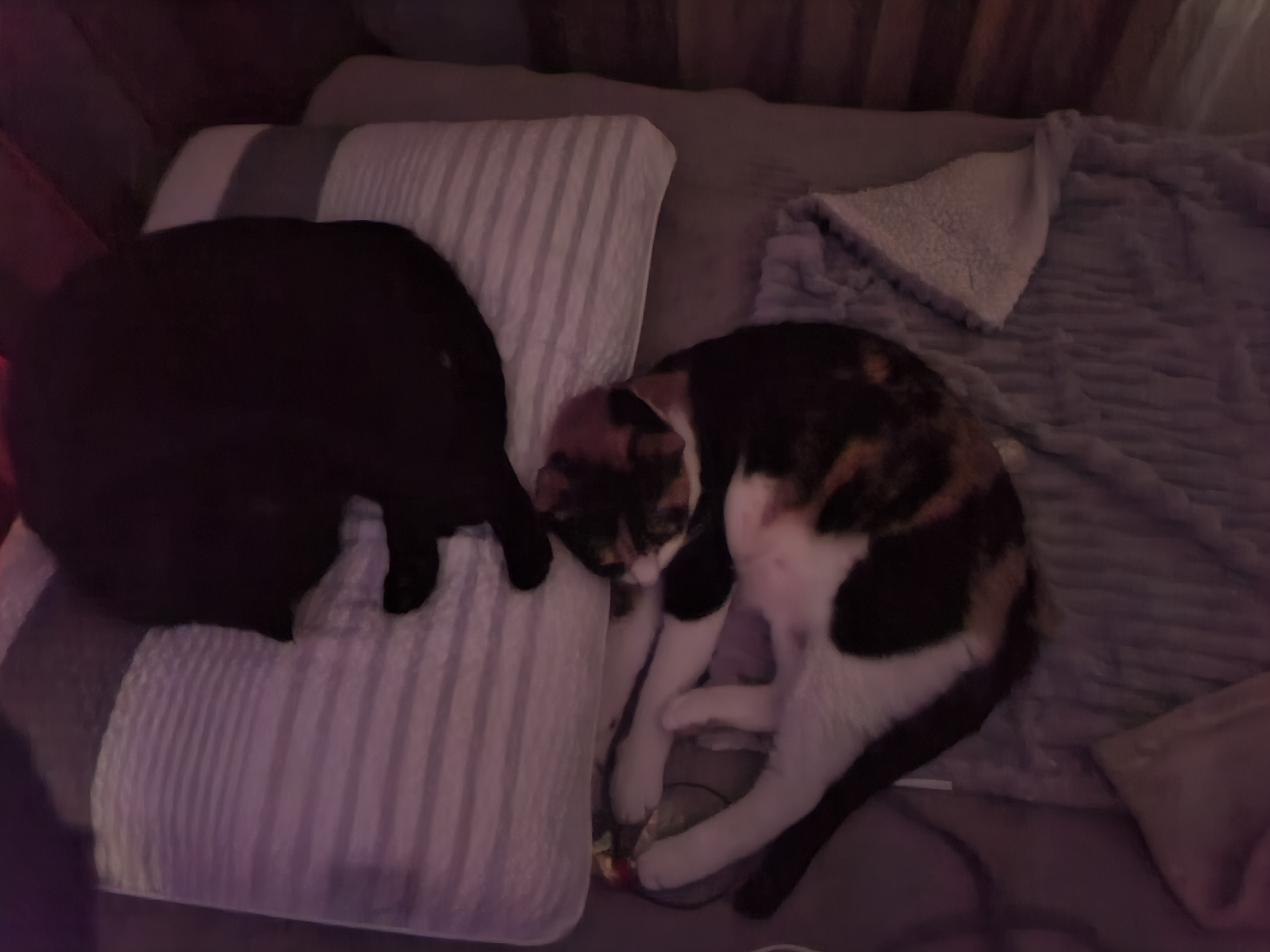 고양이집사의 잠자리