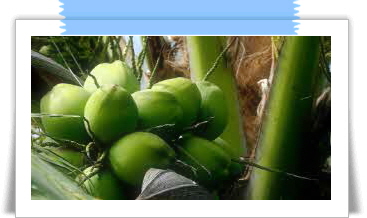 자보티카바 효능