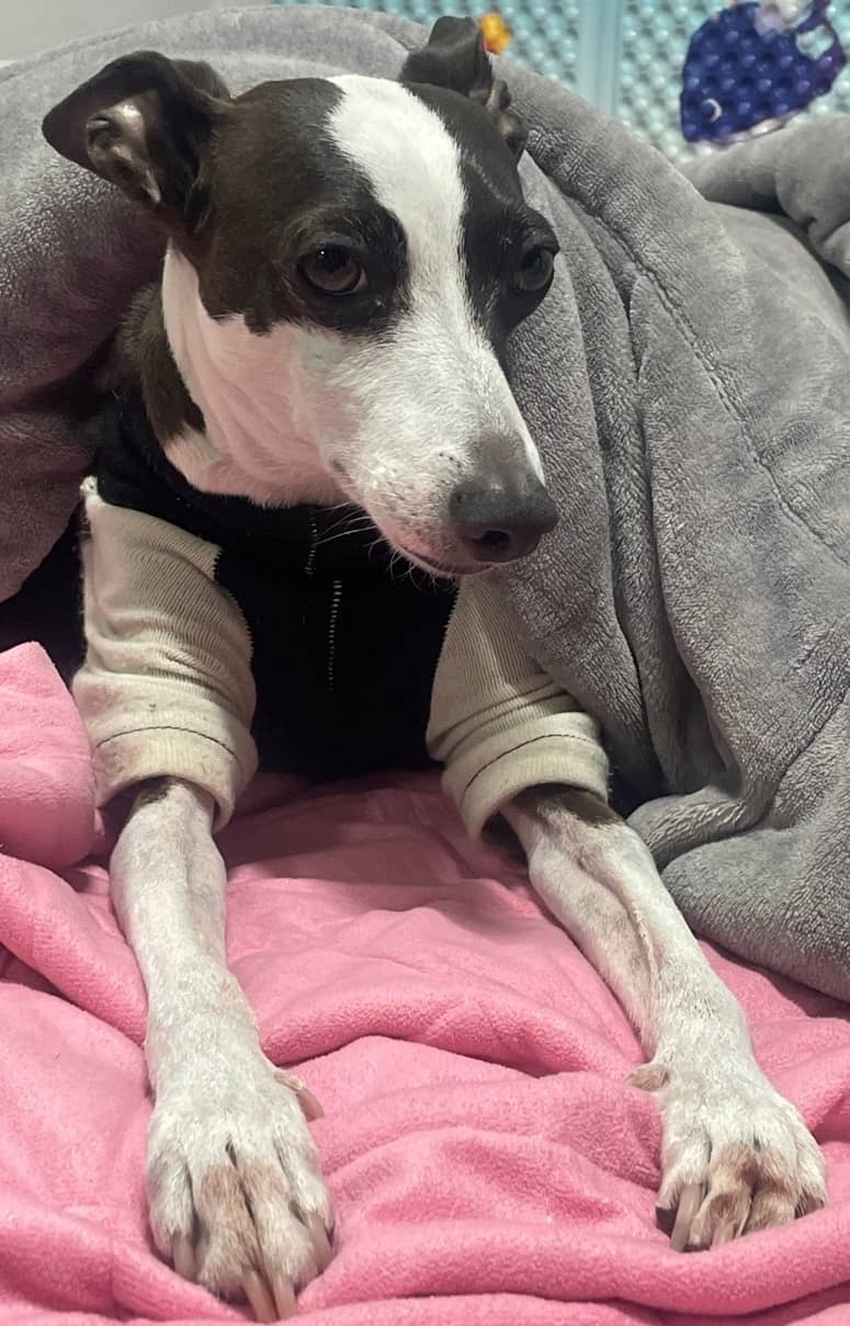 노령견의 청력 저하: 대처 방법과 관리 팁