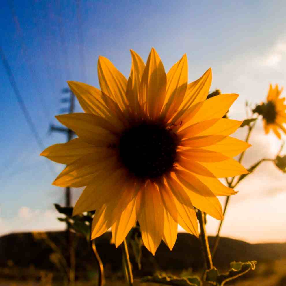 파주 해바라기 축제