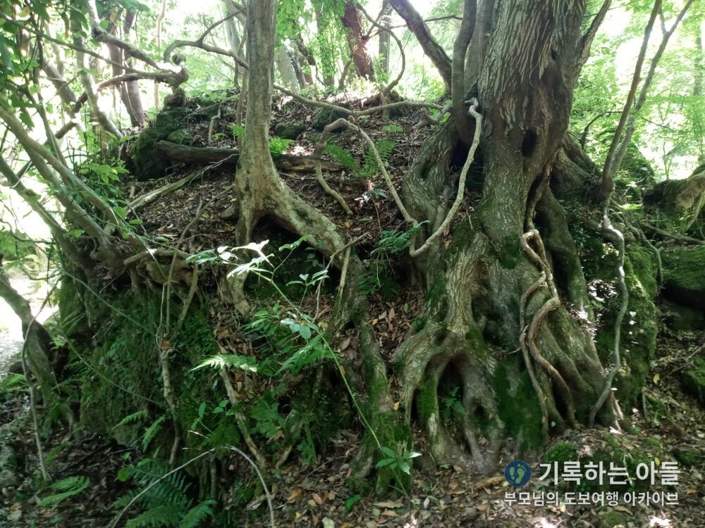 교래자연휴양림 뿌리 덩어리