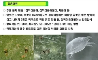 화분 응애 방제 초기발견 잎뒷면확인 샤워식세척 비누물활용 팁_30
