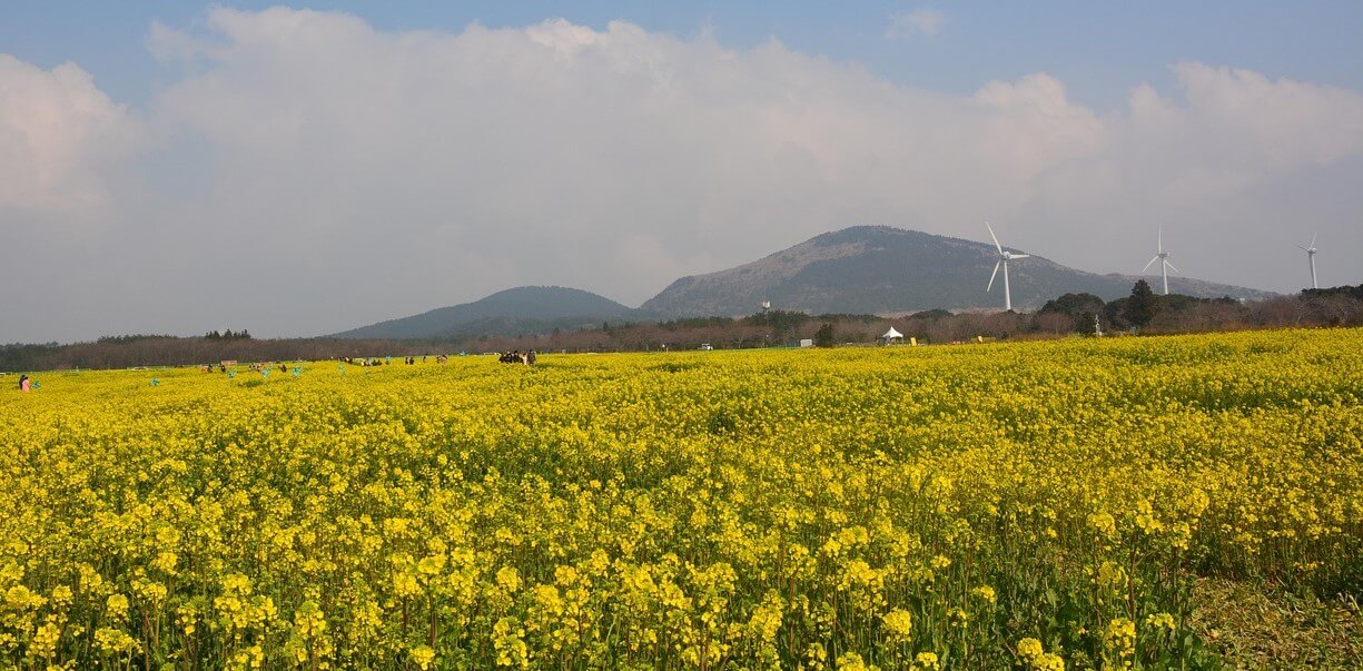 진해군항제 숙소 추천(가성비.위치.예약 꿀팁 총정리)