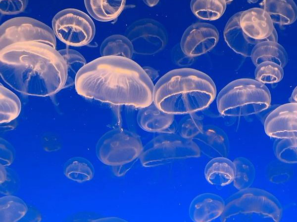 바닷 속 동물 해파리떼