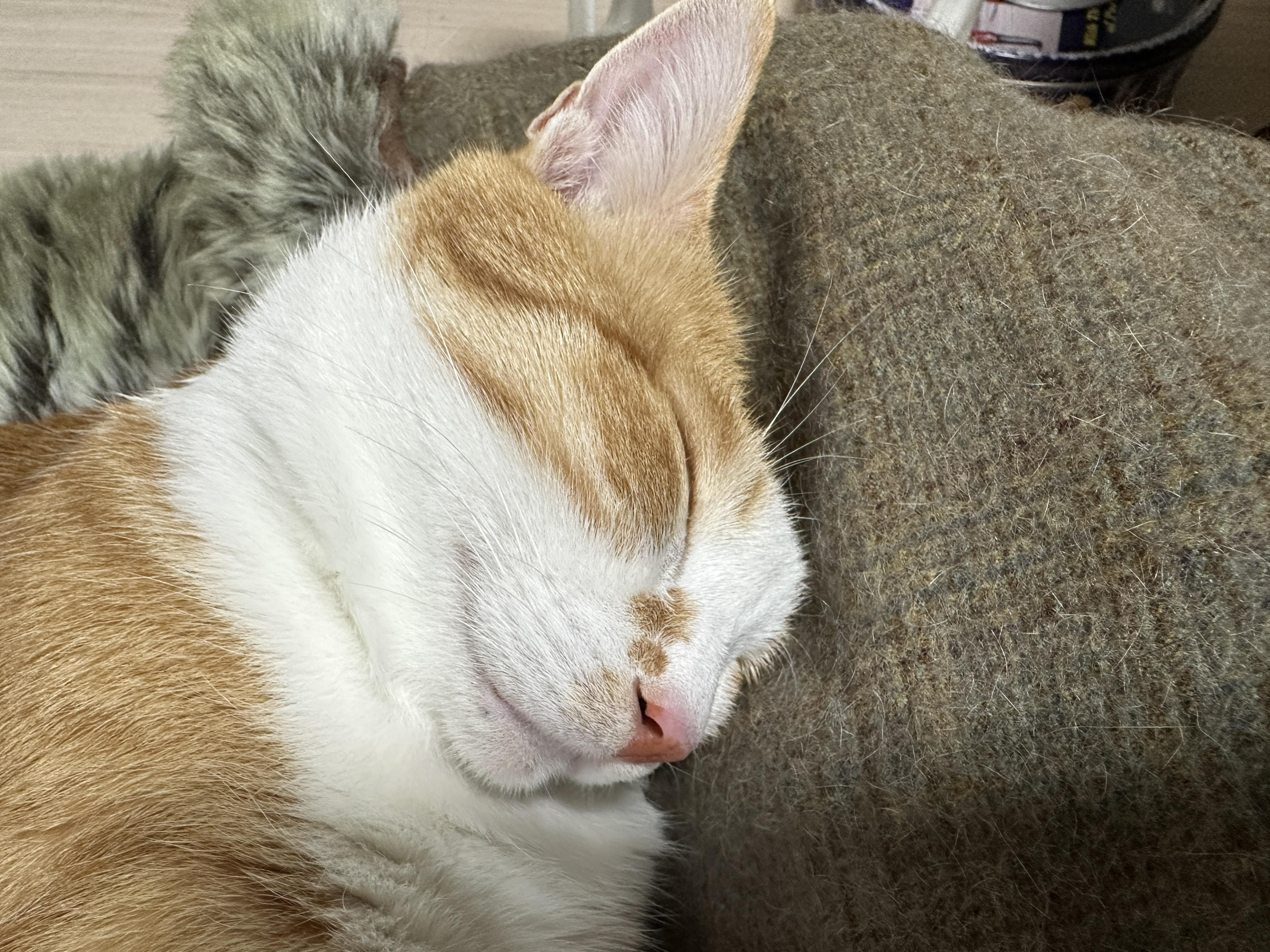 호야와 다다 커플의 터래기방석 사랑 (feat. 다다의 꾹꾹이!)