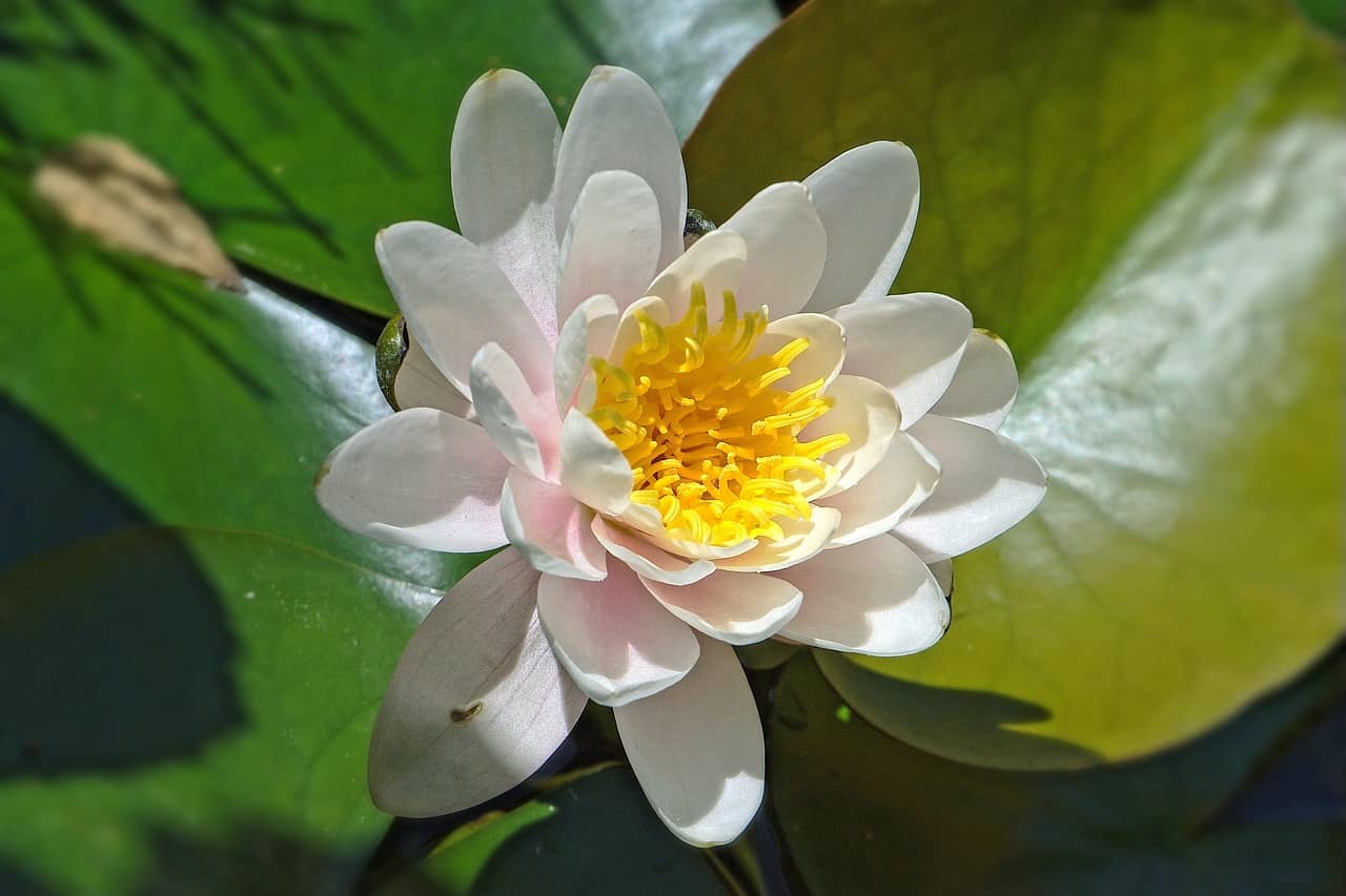 빛을 찾아 움직이는 식물들 – 헬리오트로피즘 탐험기