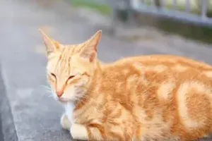 고양이