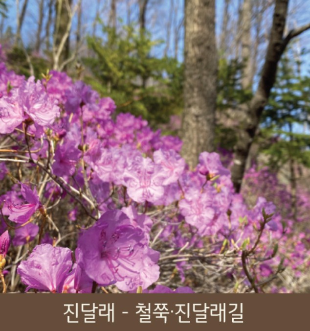 화담숲 봄 수선화 축제