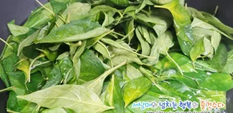 고추잎 나물 무침 건강한 봄나물 반찬 만들기_5