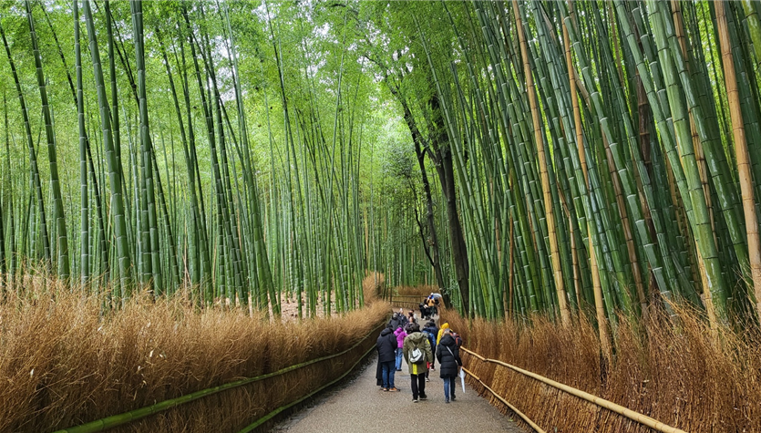 아라시야마 대나무숲길