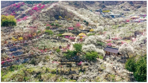 2025 광양매화축제