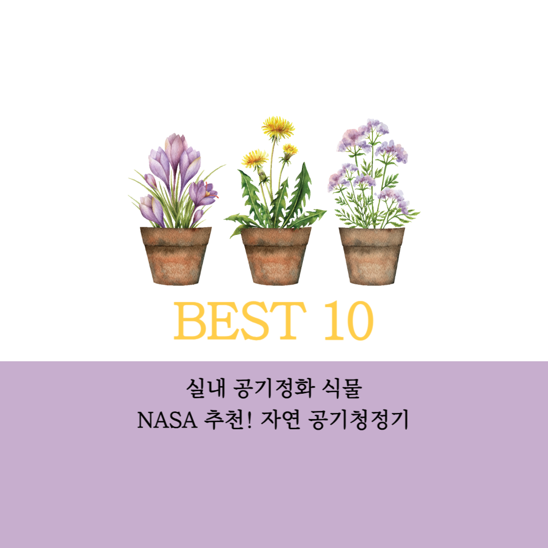 실내 공기정화 식물 BEST 10｜NASA 추천! 아이 있는 집에 꼭 필요한 자연 공기청정기
