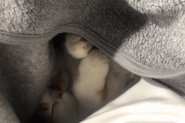 귀여운고양이