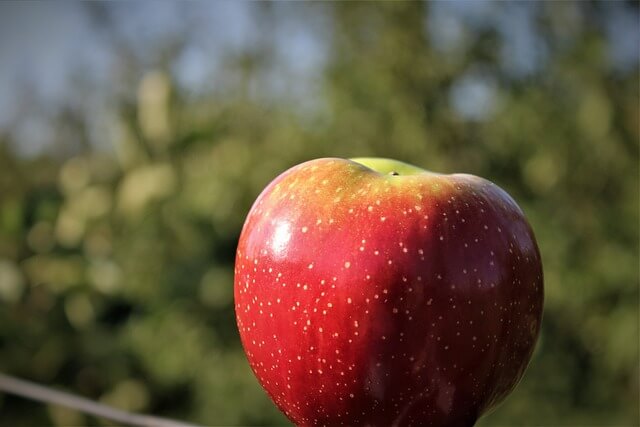 사과나무 한살이 과정 확인하기