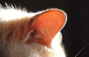 &amp;quot;고양이