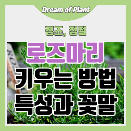로즈마리 키우는 방법 썸네일 이미지