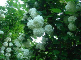 말복의 유래 삼복 더위