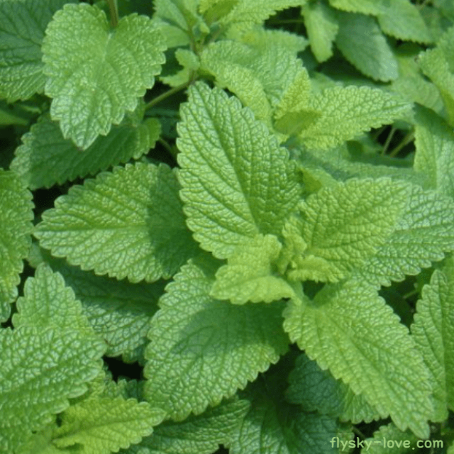 멜리사 (Melissa), 멜리사 오일