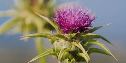 밀크씨슬이미지사진