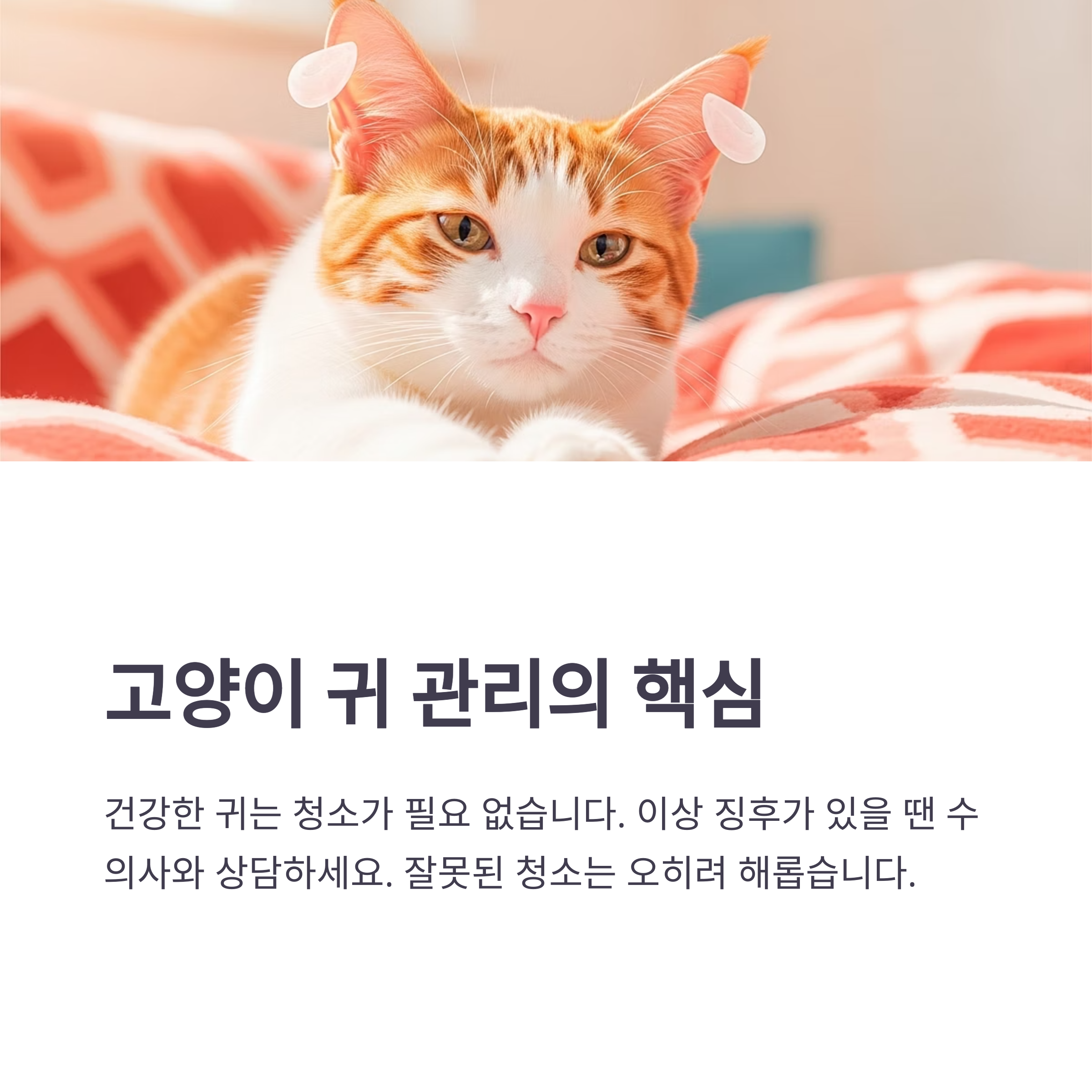 고양이 귀 관리의 핵심