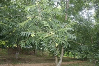 피칸 재배 기후 선택 전정 포인트 열매 건조_7