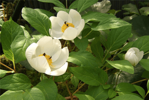 백작약효효과05