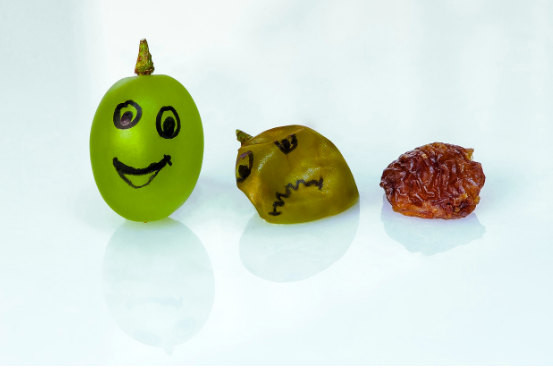 오토파지와 저속노화의 관계