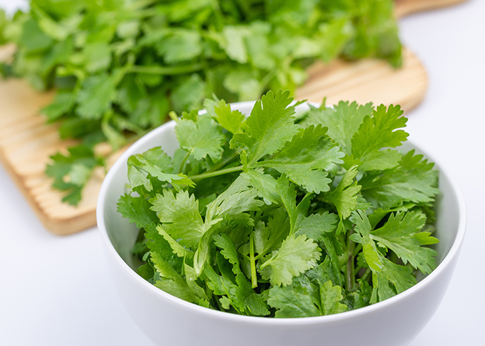 고수가 하얀그릇에 담겨져 있다