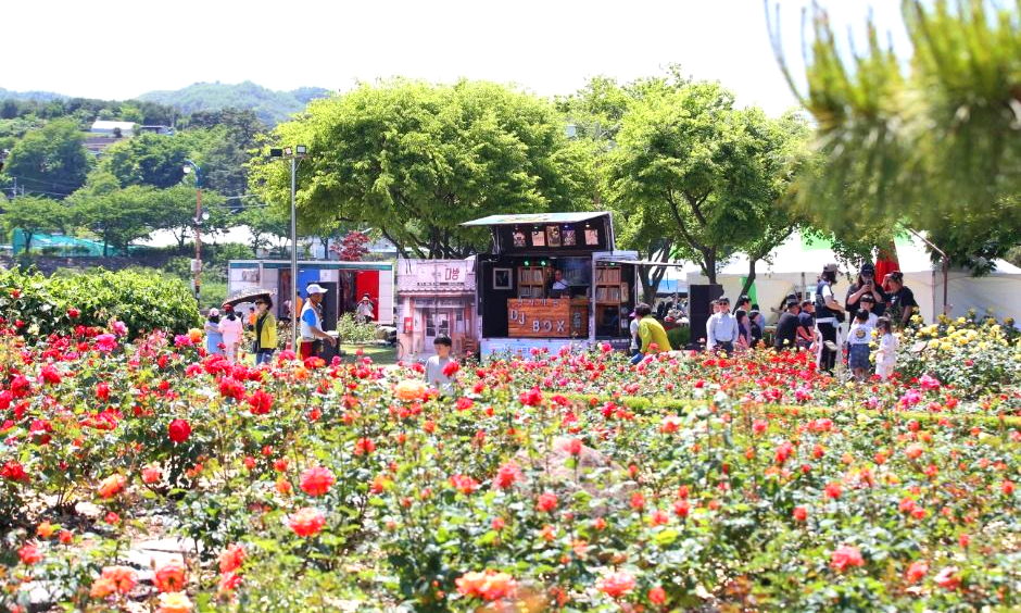 삼척 장미축제