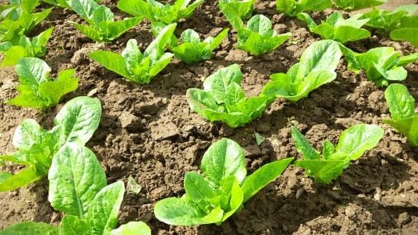 로메인상추-결구상추-모종-심는방법-정식방법-모종심기-재배밭-수분관리-물주기-수확방법