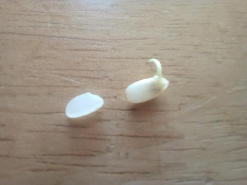 현미 발아(싹내기) 실험 - 백미와 발아현미