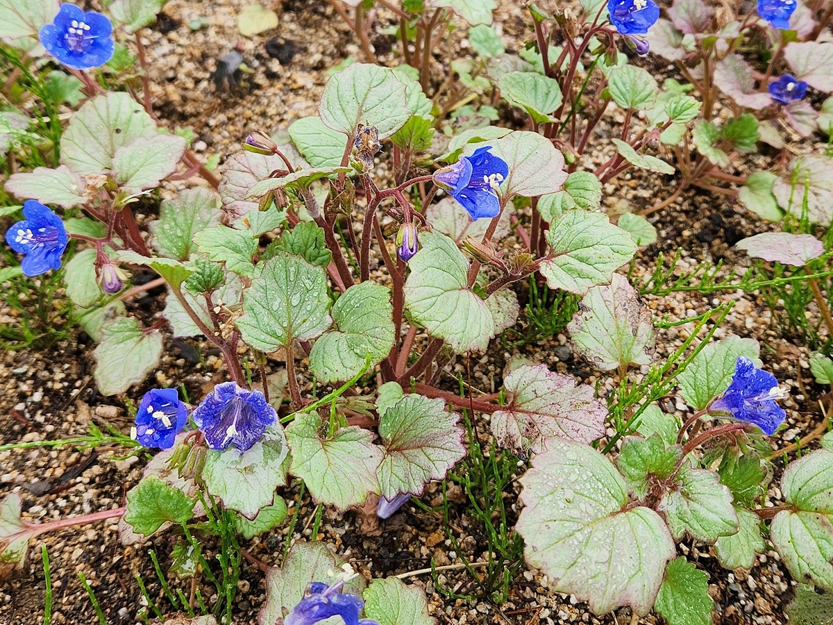 캘리포니아 블루벨