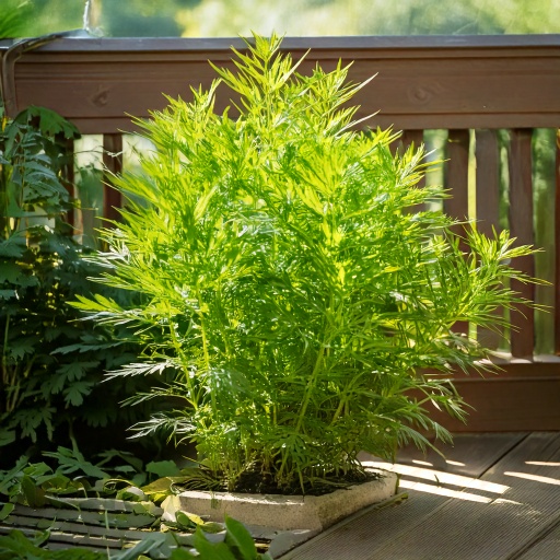 초보자에게 추천하는 쉬운 모종