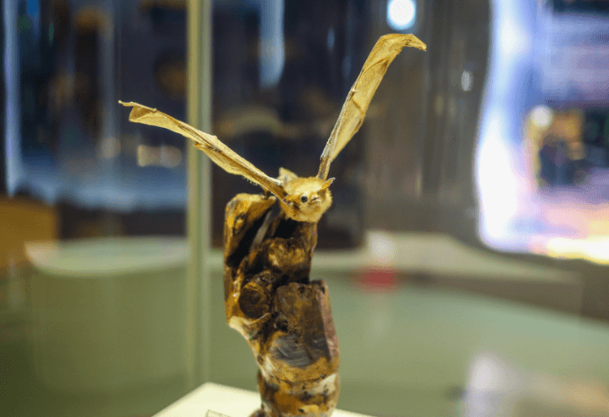 함평군 황금박쥐상