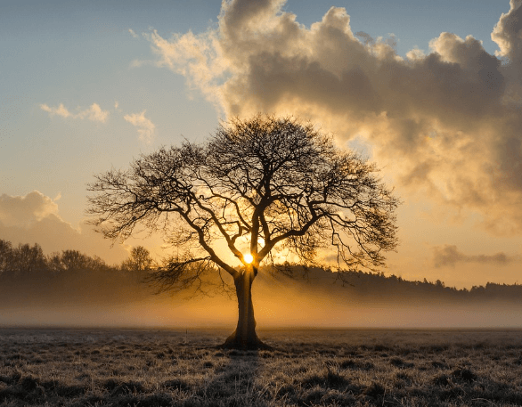 나무꿈해몽풀이