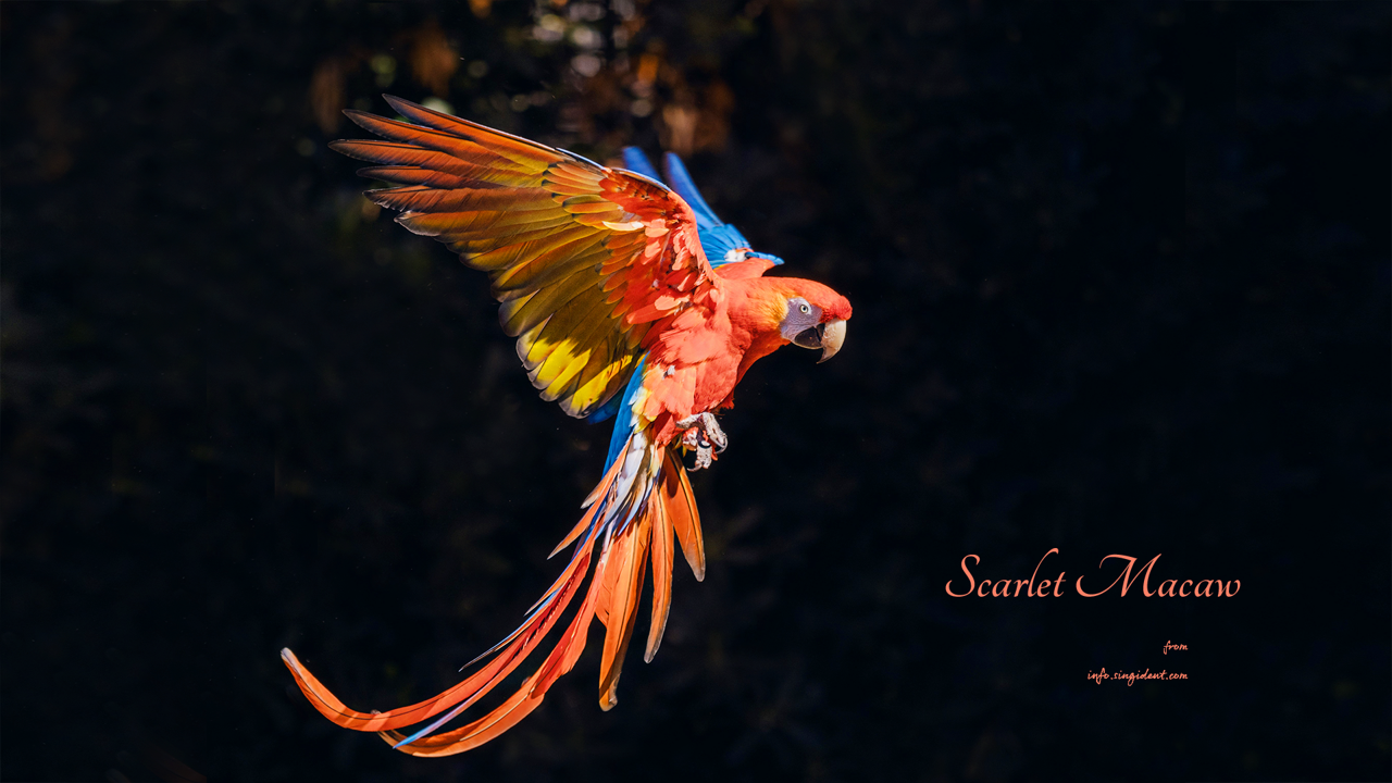 11 날개짓하는 스칼렛 마카우 C - Scarlet Macaw 코스타리카배경화면