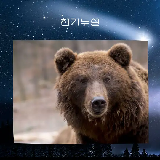 곰이 나오는 꿈 해몽
