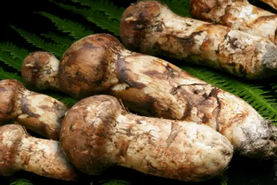 송이버섯 등급별 가격&amp;#44; 송이 등급 구분 방법