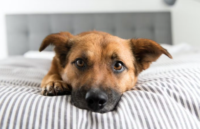 누워있는 강아지