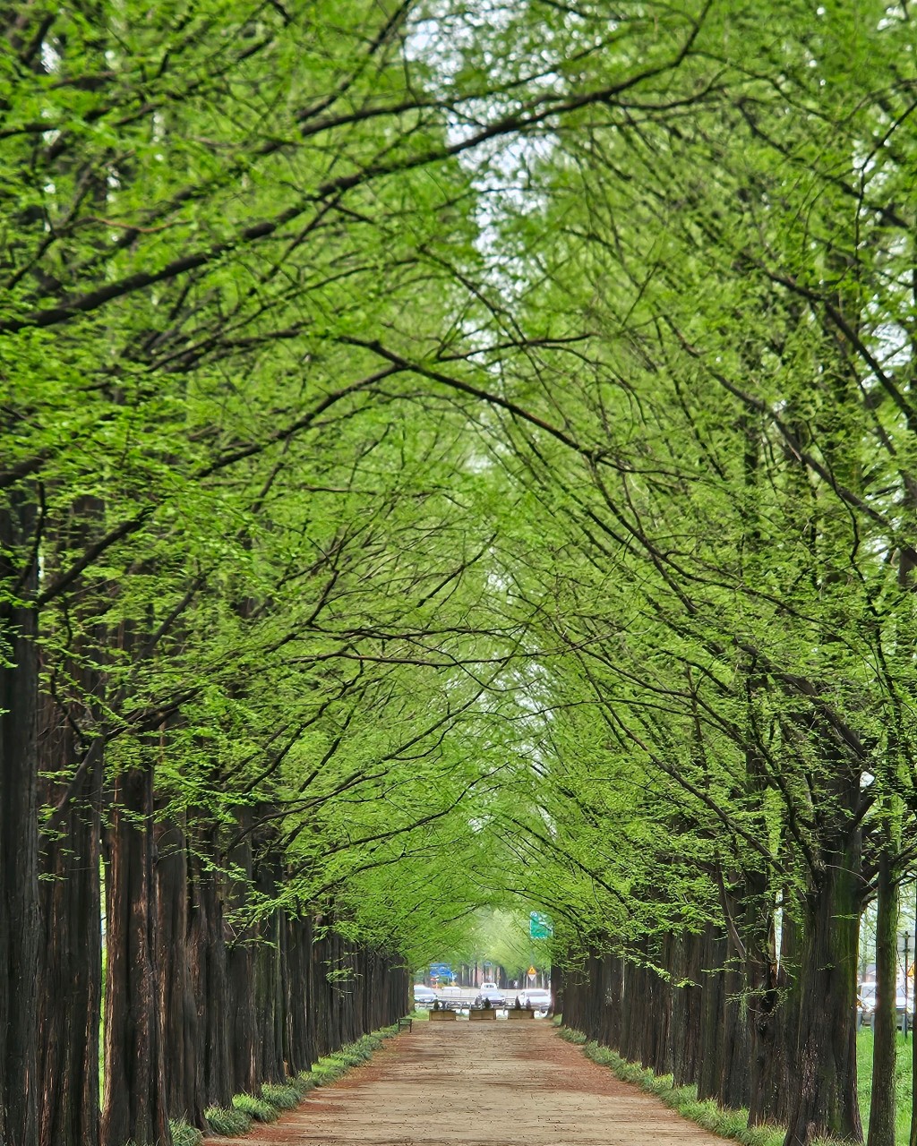 메타세쿼이아 가로수 길 사진