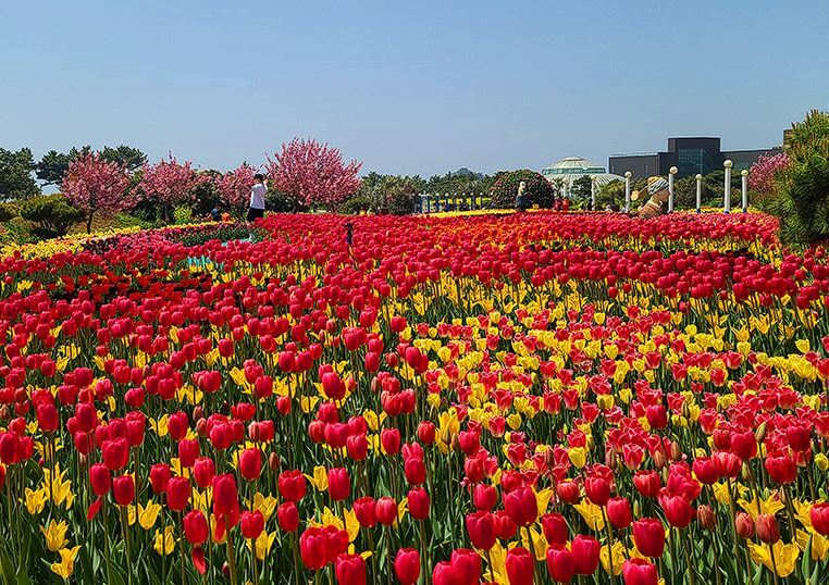 태안 튤립축제 기간