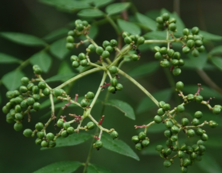 산초나무 열매1