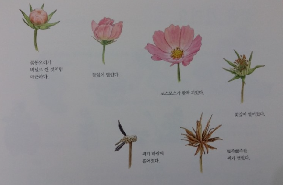 코스모스 한살이