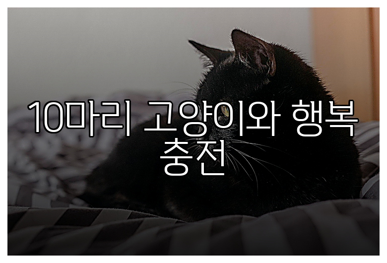 10마리 고양이와 행복 충전