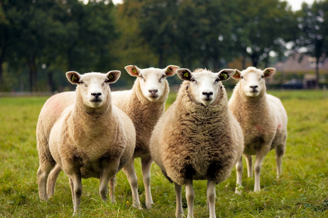 Sheep