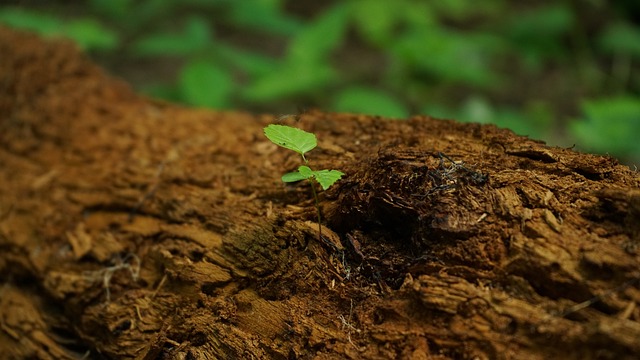 흙-보는-꿈-해몽