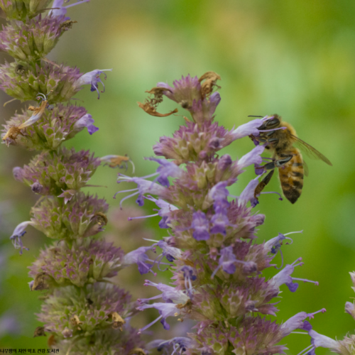 방아잎