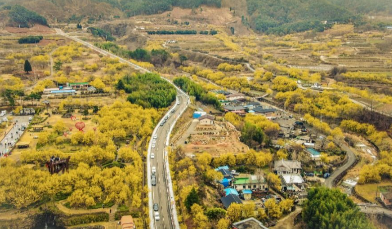 산수유축제