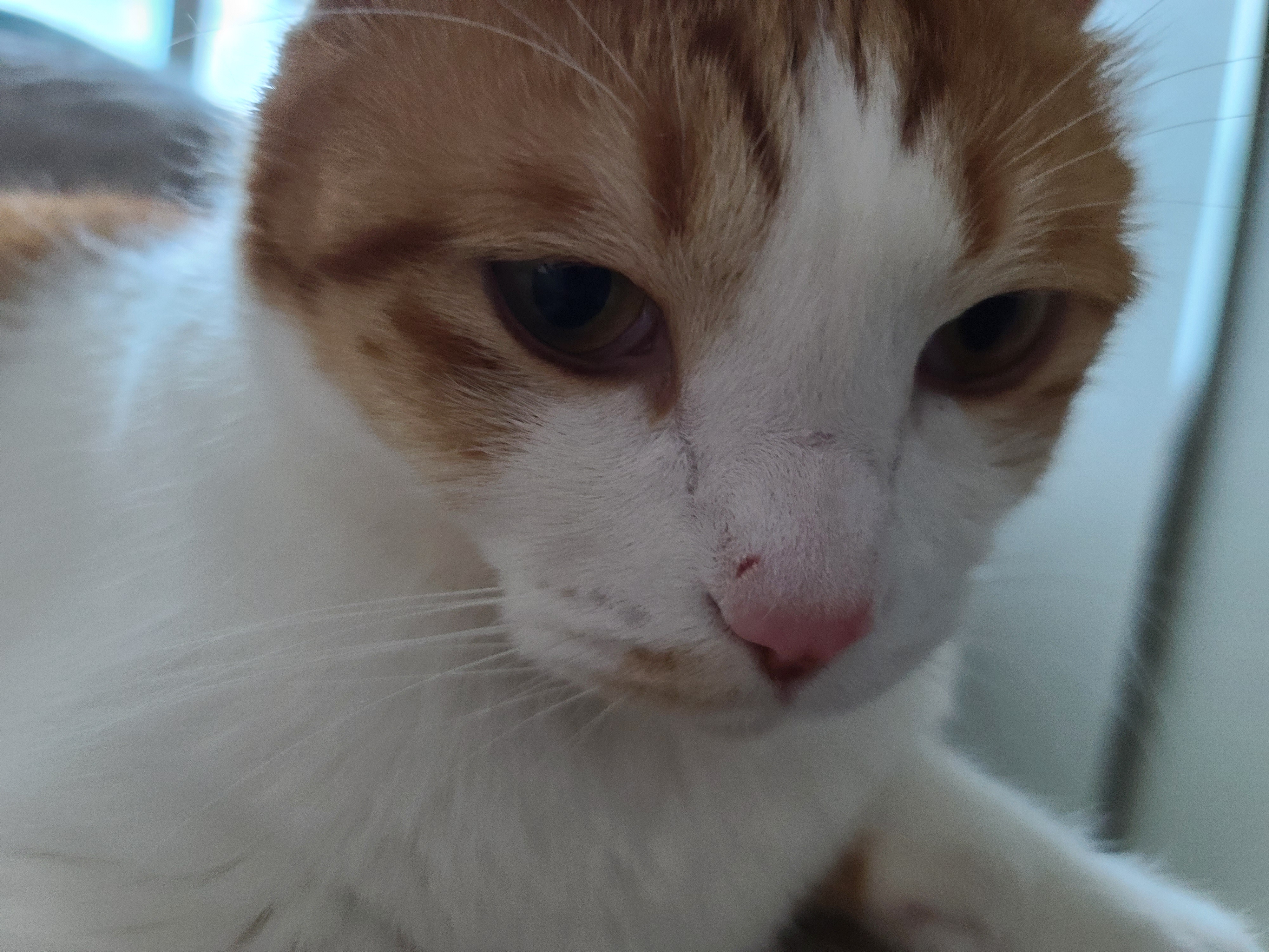 소심한 고양이에게 중2병이 오면..